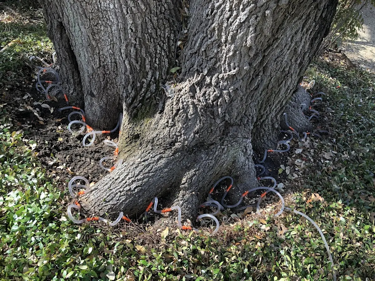 Detailed Tree Cabling and Bracing job site in Smithville Flats